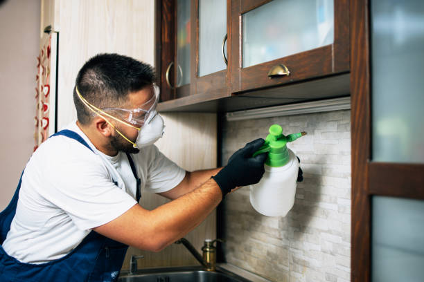 Best Termite Control Services  in Minnetonka, MN